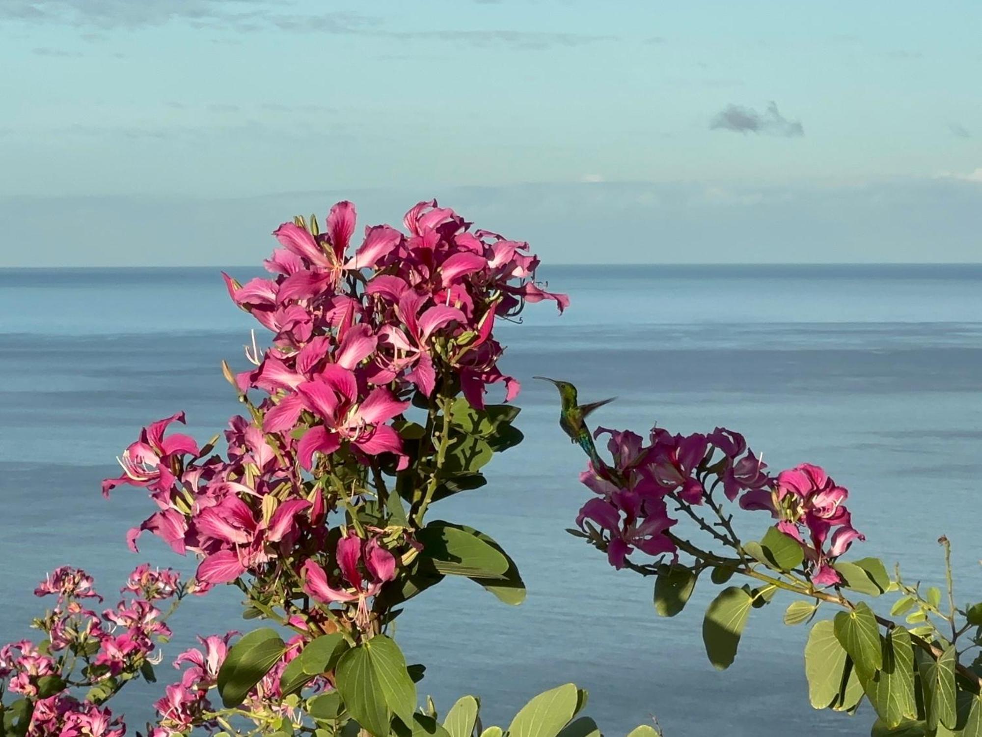 Infinity Luxury - Stunning Sea And Piton Views